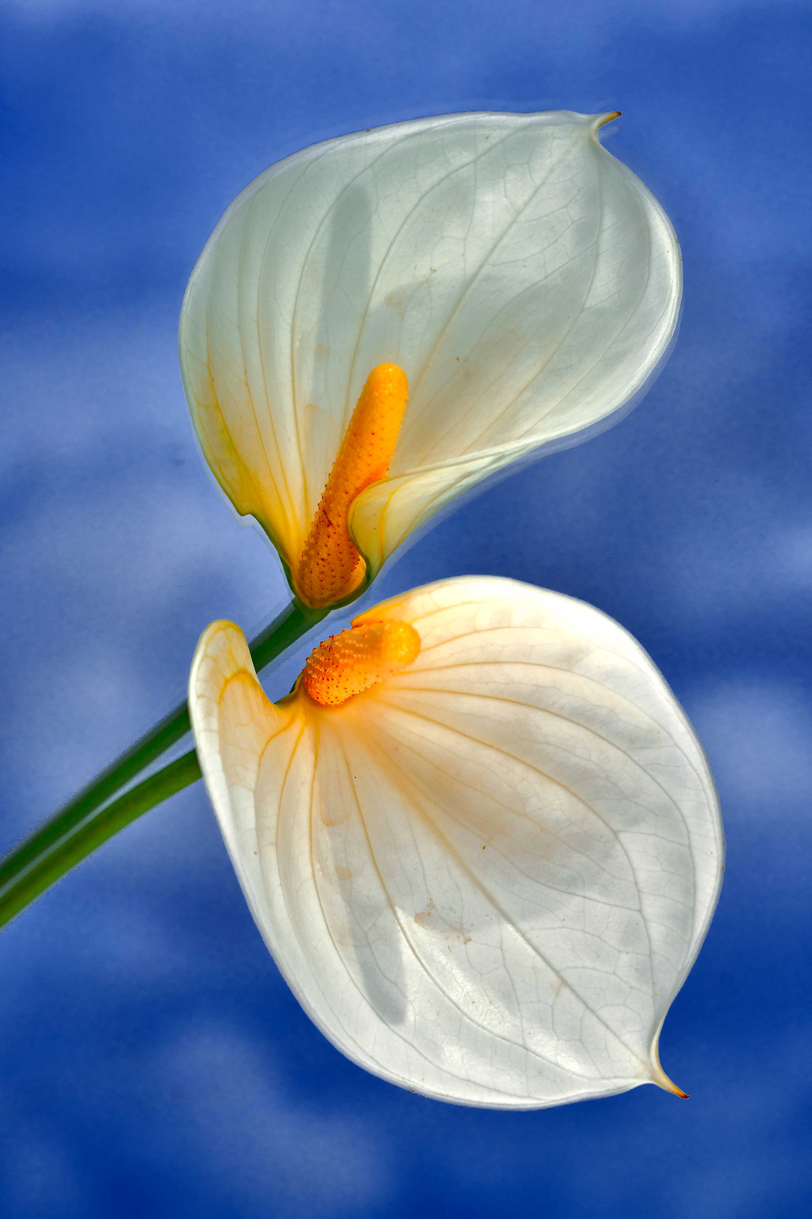 4_DSC05085 – MICRO UNIVERS