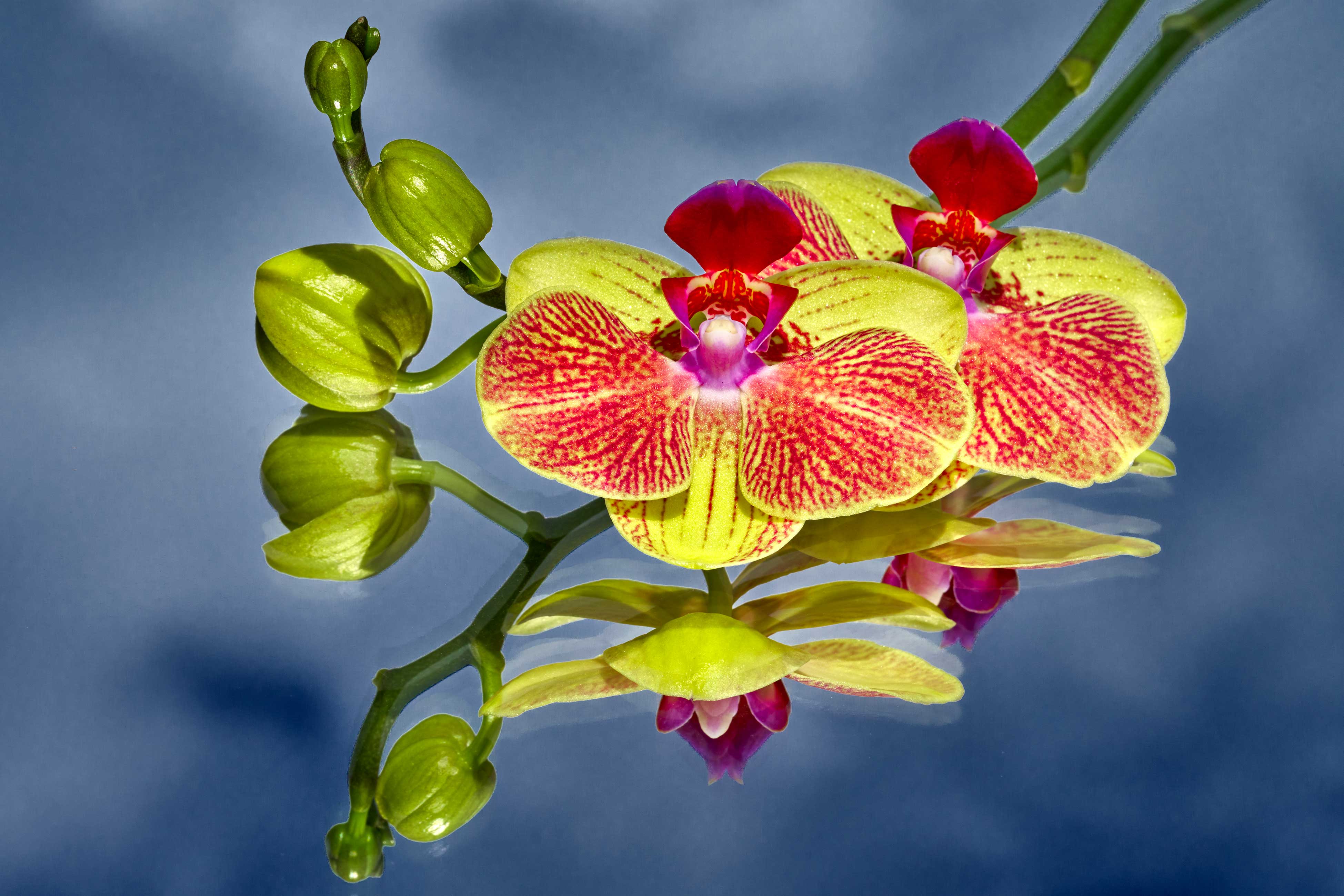 4_DSC06550 – MICRO UNIVERS