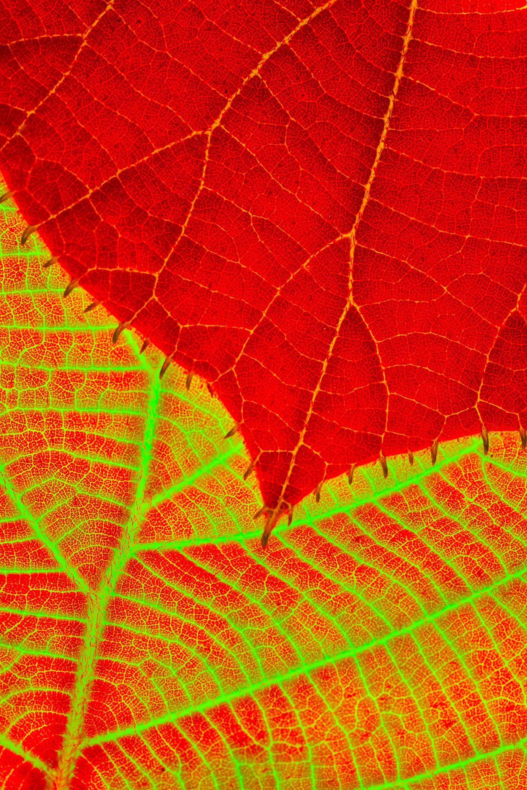 4_DSC04001 – MICRO UNIVERS