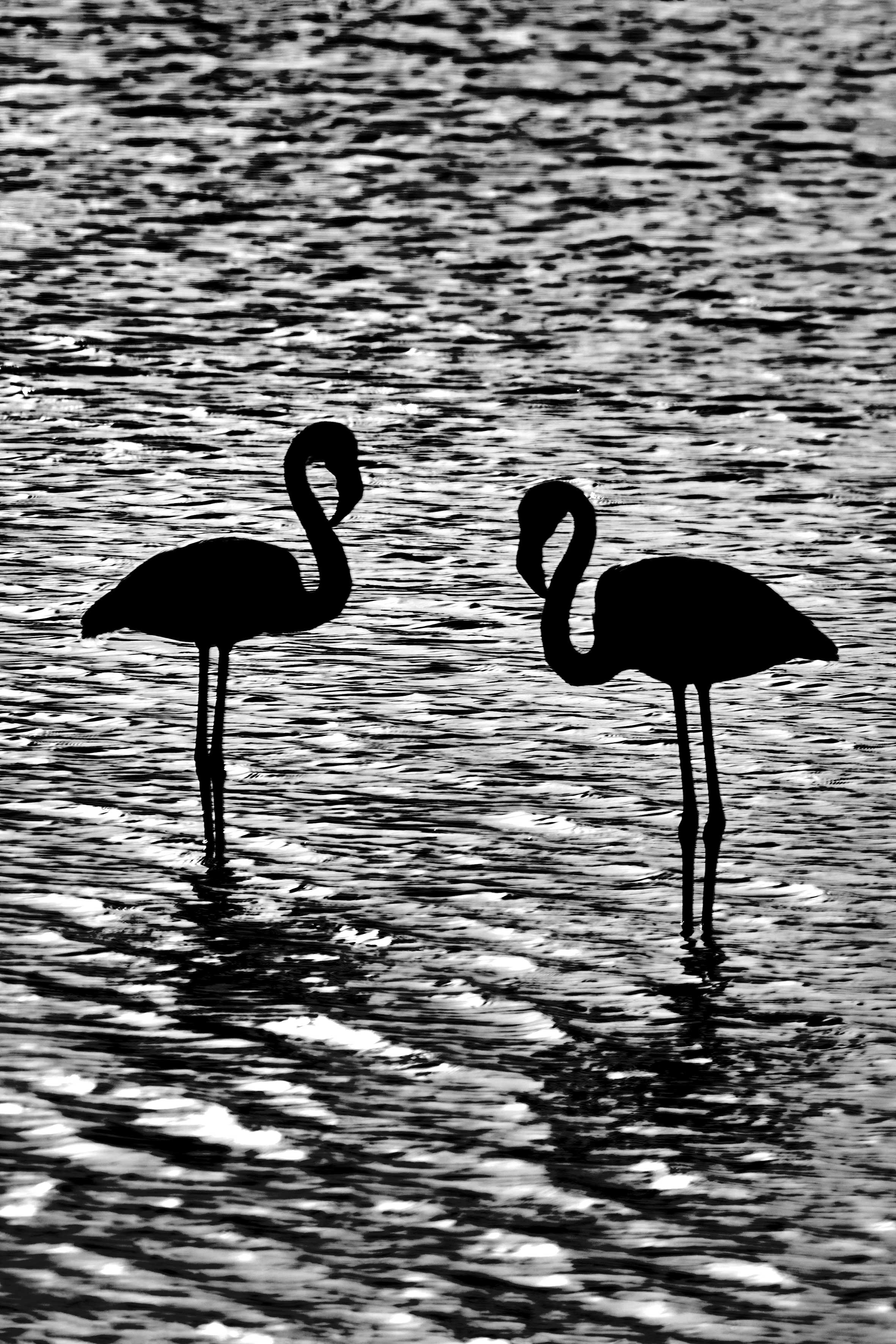 6_DSC04288-1 – BLACK & WHITE VISIONS