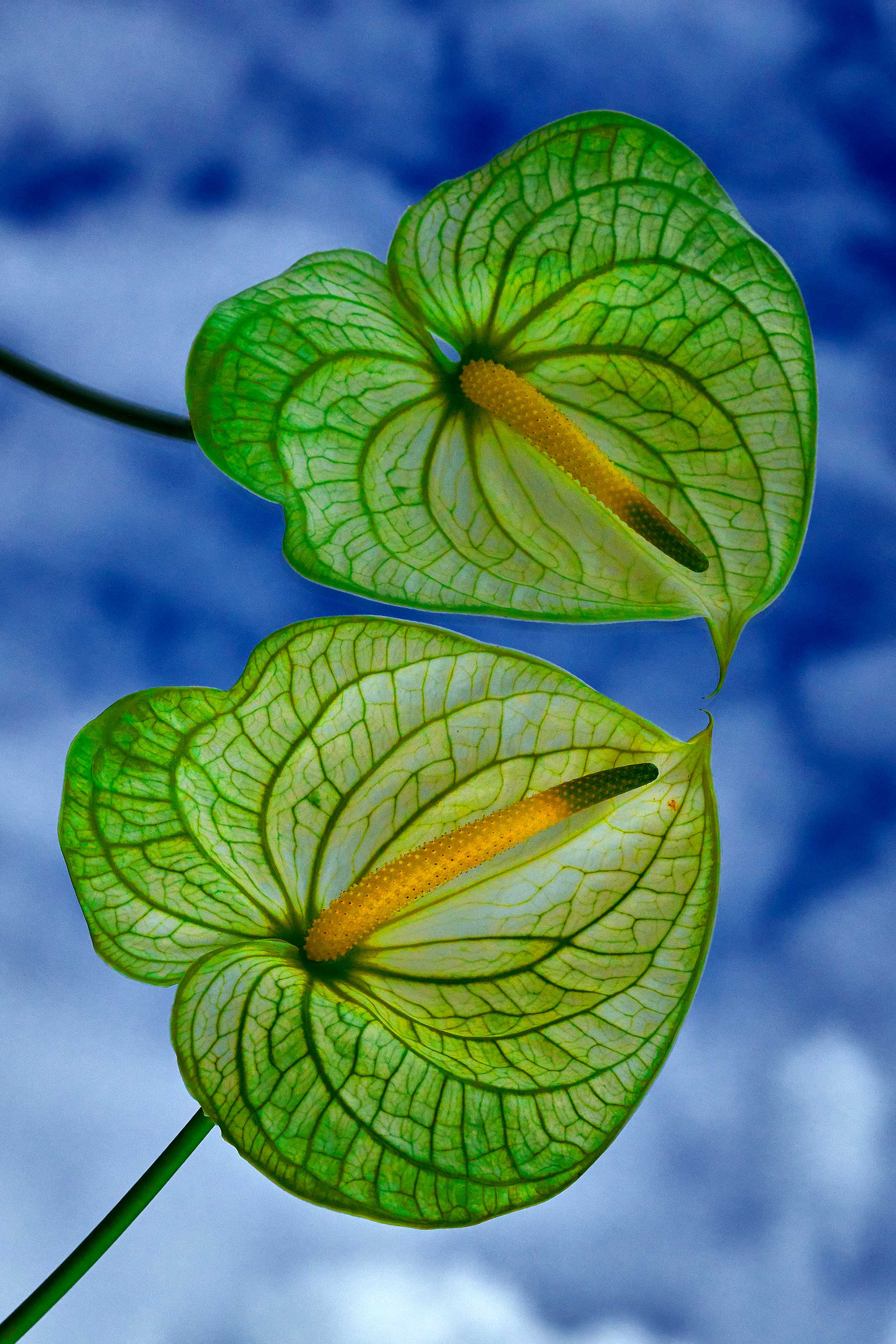 4_DSC06100 – MICRO UNIVERS